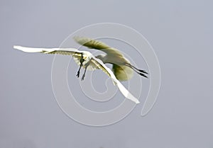 Egrets Bumping