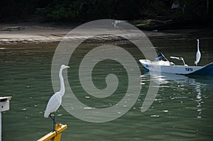 The egrets photo