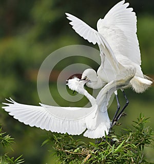 Egrets are feeding