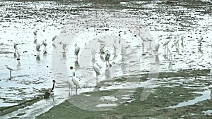 Egrets find to catch animals in water near canel when low tide