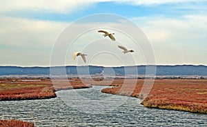 Egrets fly over the ponds, Lagoon, Sandbarmarshy environments