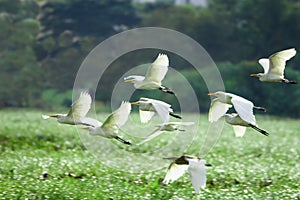 Egrets Flying