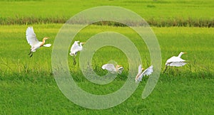 Egrets Flying