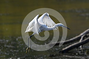 Egrets flying over the river