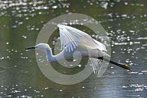 Egrets flying over the river