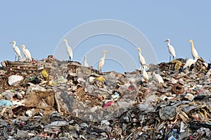 Egrets on the garbage heap