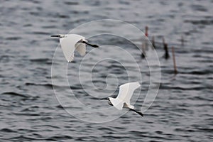 Egrets got caught and made a run for it. photo