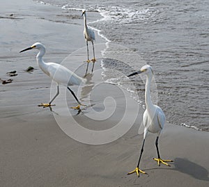 Egrets Looking For Handouts