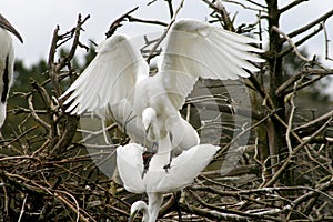 Egrets mating at Harris Neck refuge in Georgia.