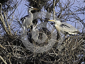 Egrets in nest