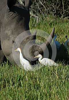 Egrets peck around a rhino horn in Africa