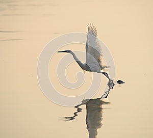 Egrets play in sunset