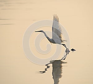 Egrets play in sunset photo