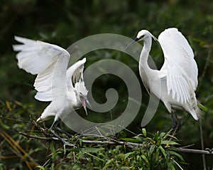 Egrets are Quivering their Wings
