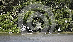 Egret Flock at Isla De Salamanca, Colombia photo