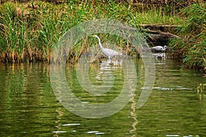 Egrets in Ropotamo river