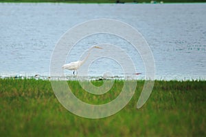 Egrets search for food in the water