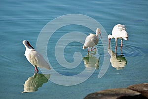 Egrets in Shallow Water