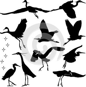 Egrets Silhouettes Illustration