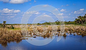 Egrets and spoonbills fishing in pond in Viera Beach photo
