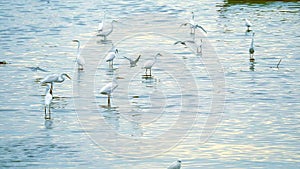 Egrets stand to catch animals in water of  the canel when low tide