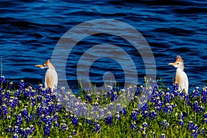 Egrets in Texas Bluebonnets at Lake Travis at Muleshoe Bend in T