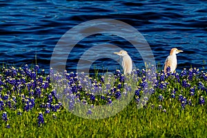 Egrets in Texas Bluebonnets at Lake Travis at Muleshoe Bend in T