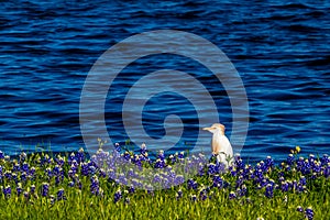 Egrets in Texas Bluebonnets at Lake Travis at Muleshoe Bend in T photo