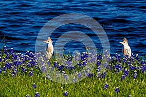 Egrets in Texas Bluebonnets at Lake Travis at Muleshoe Bend in T photo