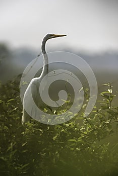 Egretta alba, Great Egret, Pantanal, Mato Grosso