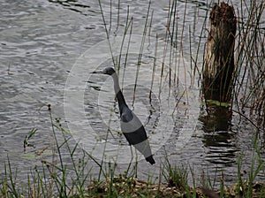 Egretta caerulea heron looking for prey in the lake