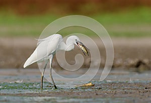 Egretta garzetta photo