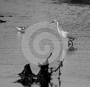 Egretta garzetta fishing in Cavado Estuary. photo