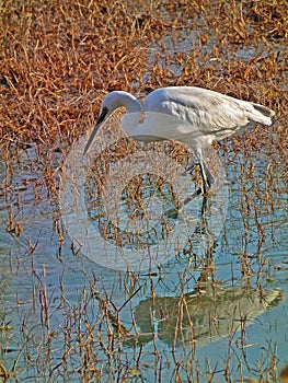 Egretta garzetta , Little egret bird in wetland