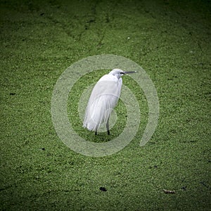 Egretta garzetta portrait