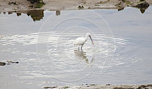 Egretta garzetta, SantoÃÂ±a photo