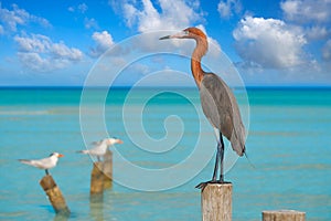 Egretta rufescens or Reddish Egret heron bird