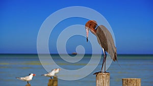 Egretta rufescens or Reddish Egret heron bird