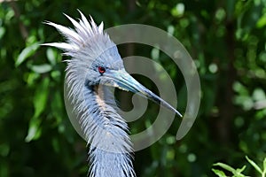 Egretta tricolored, louisiana heron