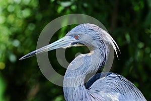 Egretta tricolored, louisiana heron