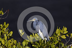 Egretta tricolored, tricolored heron