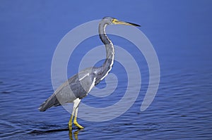 Egretta tricolored, tricolored heron