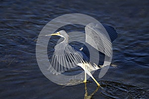 Egretta tricolored, tricolored heron