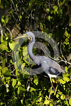 Egretta tricolored, tricolored heron