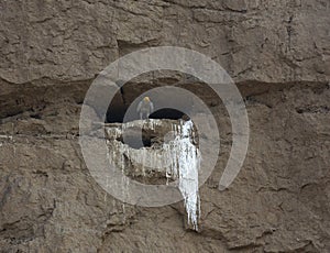 Egypsian Vulture outside its Nest at Chambal River,Rajasthan,India