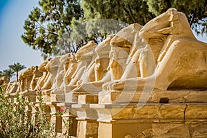 Avenue of the sphinxes photo