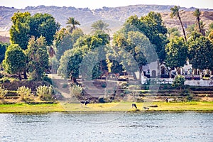 Egypt, aswan, river nile, river side, river bank, cattle, cows, farm, landscape, beautiful, beauty, river house, green, trees