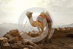 Egypt. Bedouin lifestyle. Camel, goes to Mount Moses on the background of a beautiful sunrise in the sky. Camel in Sinai desert