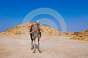 Egypt camel wearing colorful saddle