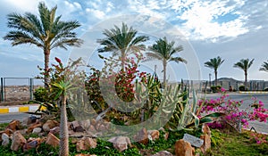 EGYPT - FEBRUARY 27, 2019: cacti in a flowerbed in the interior and design of the courtyard of a hotel in Marsa Alama, Egypt